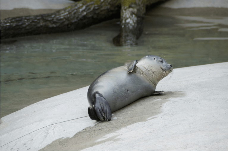 Sea lion resting